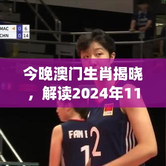 今晚澳门生肖揭晓，解读2024年11月19日执行方案 - KFP3.31.21精选版