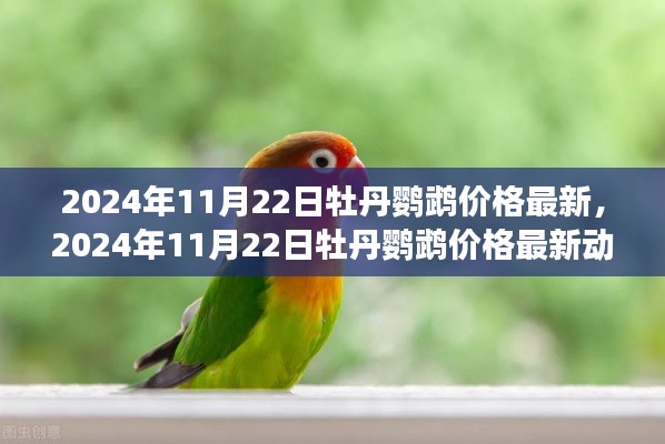 牡丹鹦鹉最新价格动态，市场分析、趋势预测（2024年11月22日）