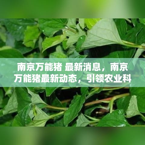 南京万能猪引领农业科技新潮流，最新动态与消息