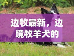 边境牧羊犬最新动态，潮流培育与养护指南