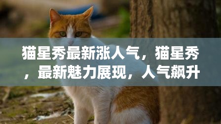 猫星秀，最新时尚潮流展现，魅力猫咪人气飙升