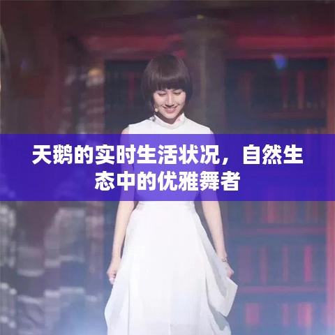 天鹅的自然生态生活，优雅舞者的实时生活状况