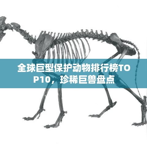 全球巨型保护动物排行榜TOP10，珍稀巨兽盘点
