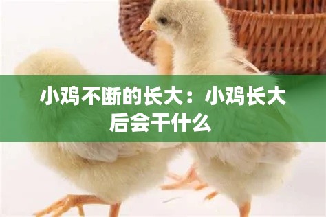 小鸡不断的长大：小鸡长大后会干什么 