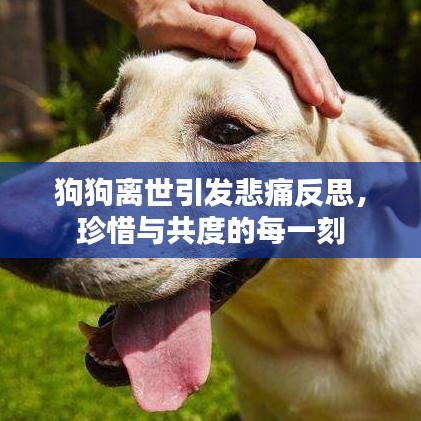 狗狗离世引发悲痛反思，珍惜与共度的每一刻