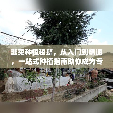 韭菜种植秘籍，从入门到精通，一站式种植指南助你成为专家