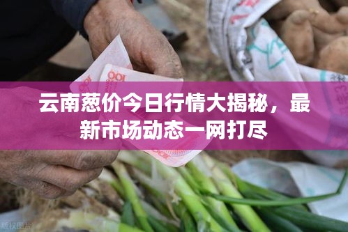 云南葱价今日行情大揭秘，最新市场动态一网打尽