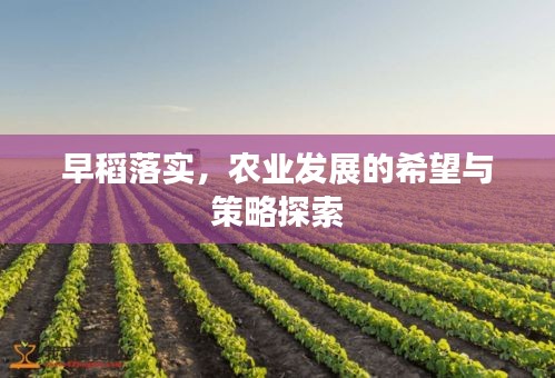 早稻落实，农业发展的希望与策略探索