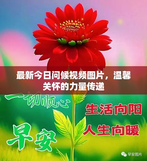 最新今日问候视频图片，温馨关怀的力量传递