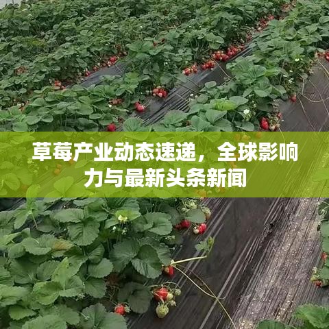 伤弓之鸟