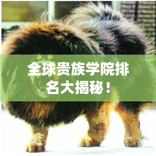 飞扬拨扈