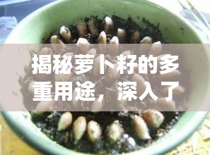 打张鸡儿