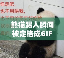 熊猫踢人瞬间被定格成GIF！这一幕火了！