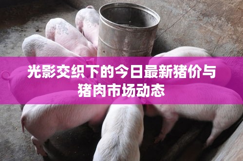 光影交织下的今日最新猪价与猪肉市场动态