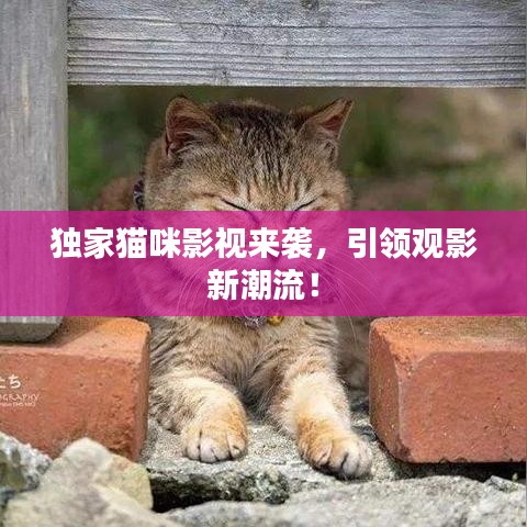 独家猫咪影视来袭，引领观影新潮流！
