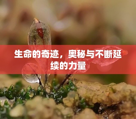 生命的奇迹，奥秘与不断延续的力量